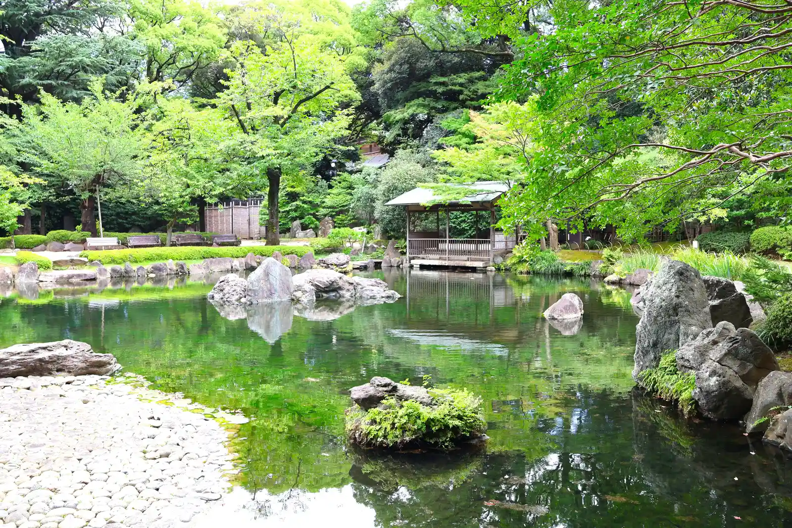 濃い緑に囲まれた神池は、とっても静か